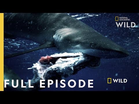 Thumbnail for Shark vs. Tuna (Full Episode) | National Geographic by Nat Geo Animals