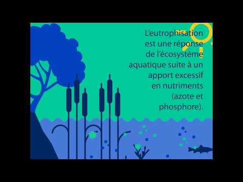 Thumbnail for La pollution dans nos cours d’eau : halte à l’eutrophisation by En immersion, le média des agences de l'eau