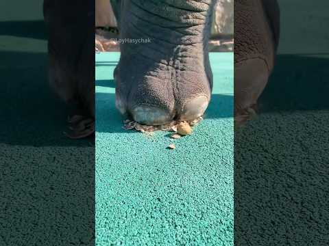 Thumbnail for Why Elephants stomp Their Food First #animals #elephant #shorts by Loy Hasychak