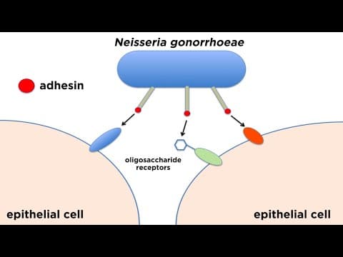 Thumbnail for Bacterial Pathogenesis: How Bacteria Cause Damage by Professor Dave Explains