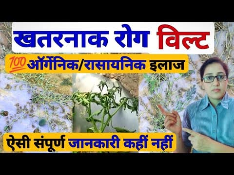 Thumbnail for Wilt Disease | fusarium wilt treatment | bacterial wilt disease | nematodes control | Agriculture by Indian Organic Journey