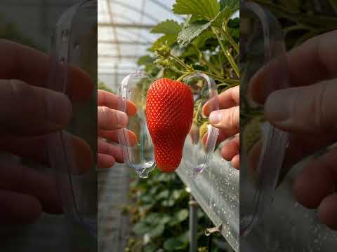 Thumbnail for Strawberry Grown Into a Perfect Shape 🍓 by Form Harvest