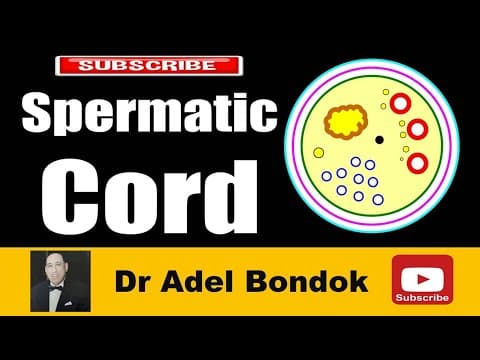 Thumbnail for Spermatic Cord, Dr Adel Bondok Making Anatomy Easy by Dr Adel Bondok Anatomy Channel