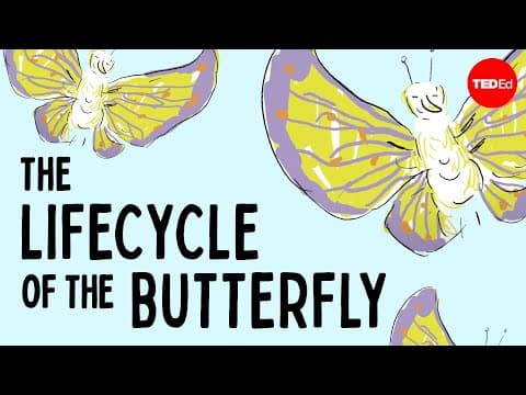 Thumbnail for The life cycle of the butterfly - Franziska Bauer by TED-Ed