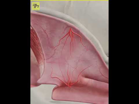 Thumbnail for The Nasal Cycle 😱 by FactoHolic