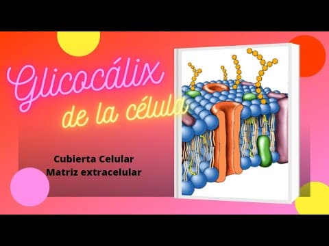 Thumbnail for El Glicocálix by Aula BioGeo