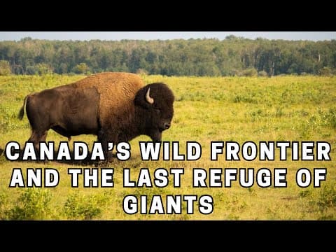 Thumbnail for Wood Buffalo National Park Canada’s Wild Frontier and the Last Refuge of Giants by Factoids