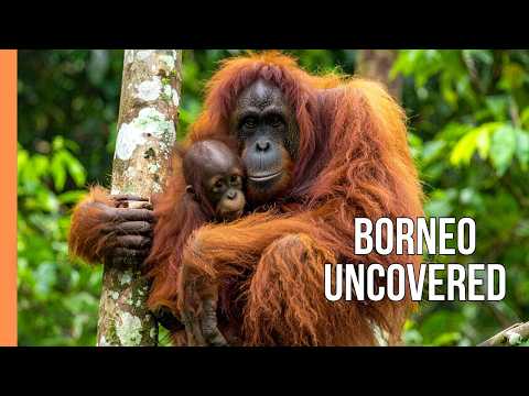 Thumbnail for Borneo’s Hidden Rainforest Secrets – Incredible Wildlife & Untouched Nature | Full Documentary by Free High-Quality Documentaries