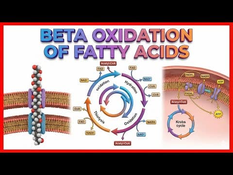 Thumbnail for Beta Oxidation Of Fatty Acids Made easy (Animation) : Medical Biochemistry / USMLE Step 1 by Dr.G Bhanu Prakash Animated Medical Videos