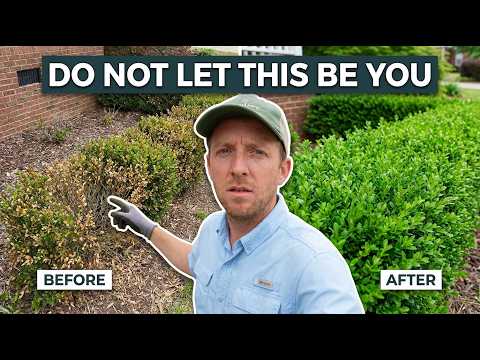Thumbnail for Your Boxwood Isn't Growing Right | Here's Why by The Plant Doctor