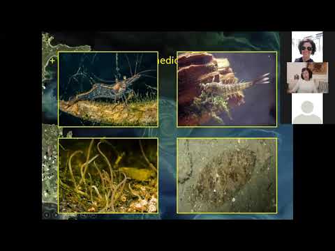 Thumbnail for Boveri clase PRODUCTORES 1 ALGAS parte 1 by Ecología Acuática de Agronomía