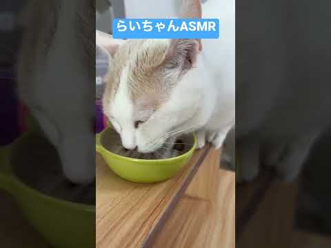Thumbnail for らいちゃんのASMR中に怒られる猫おじさん by ふうちゃんらいちゃんねる