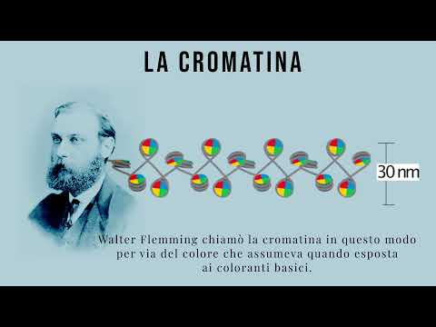 Thumbnail for IL DNA nel nucleo | Pillole di Scienza by Pillole di Scienza - Videograms