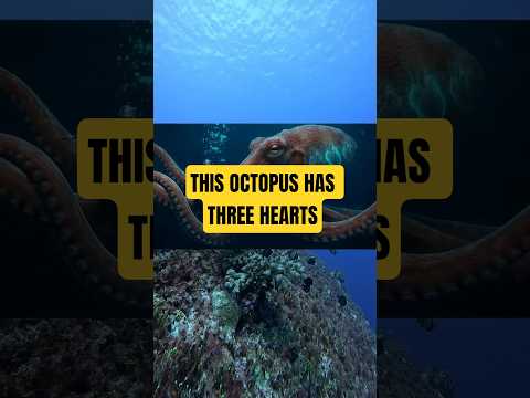 Thumbnail for Did You Know Octopus Has 3 Hearts… And BLUE Blood? 🐙 by WildRebooted
