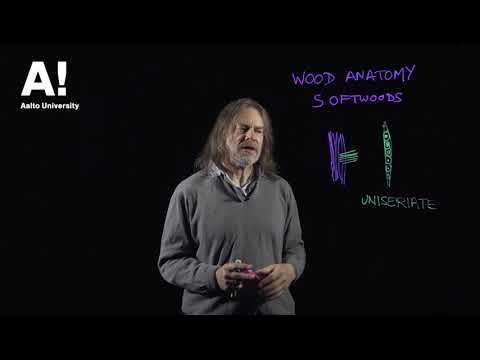Thumbnail for Wood anatomy (2) Hardwood and softwood structure 2 by Aalto University - Wood Science