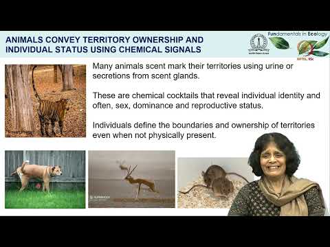 Thumbnail for Lec 03 How animals and plants sense and navigate the world by NPTEL - Indian Institute of Science, Bengaluru
