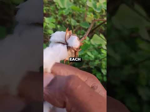 Thumbnail for Cotton Picking Is Harder Than You Think 🤕 by LoopCultures