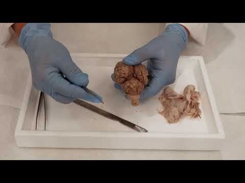 Thumbnail for Sheep Brain Dissection: Detailed View by BioBox Labs