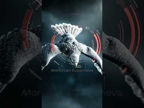 Thumbnail for مدهش .. 😳 طائر إلى حط رجليه على الارض يموت .. ! by Moroccan Supernova