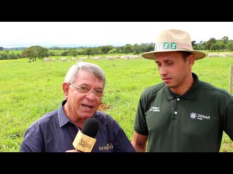 Thumbnail for ROTAÇÃO de 110 animais em 7 ha de brachiarão recuperado by TVAGRO - A P