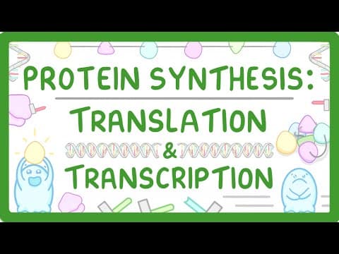 Thumbnail for How are Proteins Made? Transcription & Translation by Cognito