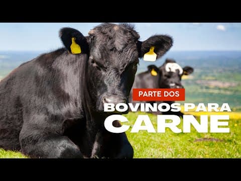 Thumbnail for BOVINOS PARA CARNE parte dos by Almanaque Zootécnico 