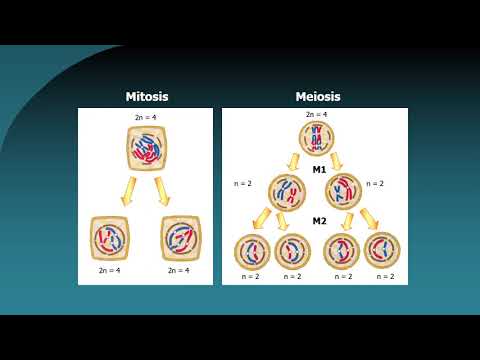 Thumbnail for BOTÁNICA. Unidad 8: Mitosis en células vegetales (3° de 3 vídeos) by Botánica Morfológica. Dra. Ana Maria Gonzalez