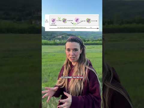 Thumbnail for La triste storia dei macrofagi #scienza #fisica #fattiprofondi #perte by Quantum Girl