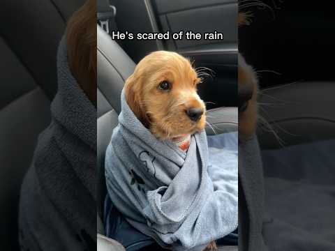 Thumbnail for He's Scared of the Rain 😭 by Daily Dose Of Internet Pets