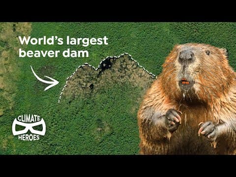 Thumbnail for This Beaver Dam is So Huge, You Can See It from Space | Climate Heroes by Terra Mater