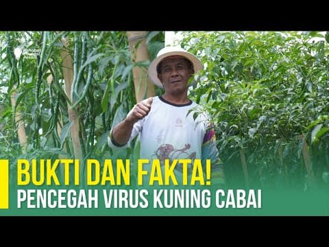 Thumbnail for SUPER HEMAT DAN IRIT !! METODE TANAM CABAI PALING HEMAT by Mitra Bertani TV