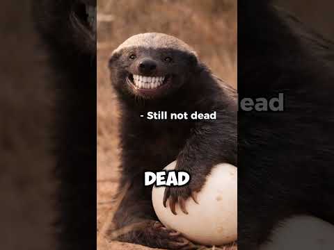 Thumbnail for Mike the honey badger part 2 💀 by  Wordly Animals