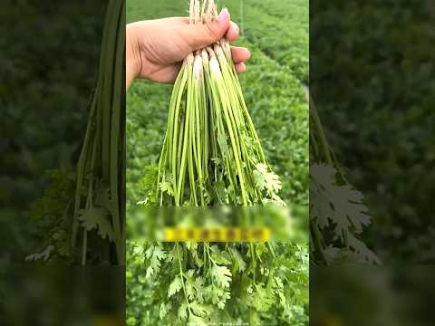 Thumbnail for How to grow coriander plant at home in 10 days☘️ #coriander by Quickworld 