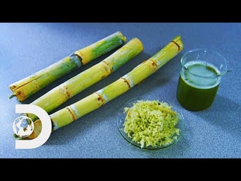 Thumbnail for How Sugar Is Made | How It's Made by Discovery UK
