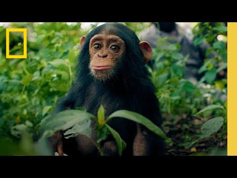 Thumbnail for Inside the Illegal Ape Trade | Trafficked: Underworlds with Mariana van Zeller by National Geographic