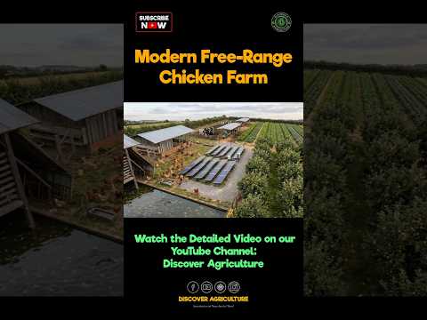 Thumbnail for No Need to Feed Chickens? 😳 | Integrated Free Range Chicken Farming by Discover Agriculture