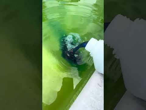 Thumbnail for Satisfying Green Pool Cleaning by PatThePoolBoy