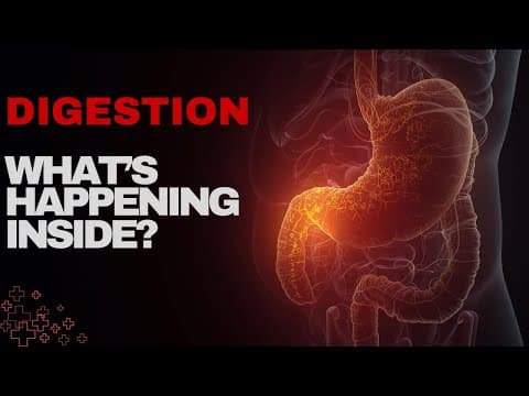 Thumbnail for How Digestion Really Works | Real Human Stomach & Small Intestine 3D Animation by Anatomy Files