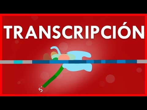 Thumbnail for TRANSCRIPCIÓN (ADN a ARN) y su PROCESAMIENTO by Random HD