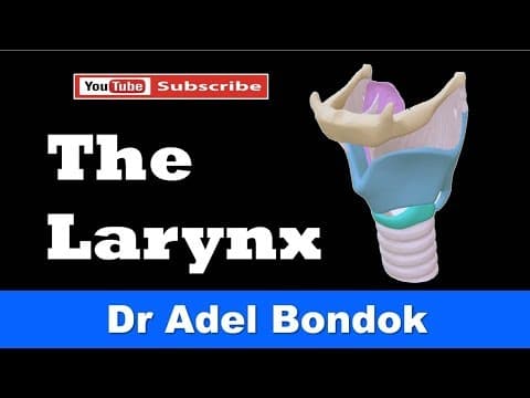 Thumbnail for Anatomy of the Larynx (Cartilages, Membranes, Cavity, Muscles, Nerve & Blood Supply), Dr Adel Bondok by Dr Adel Bondok Anatomy Channel