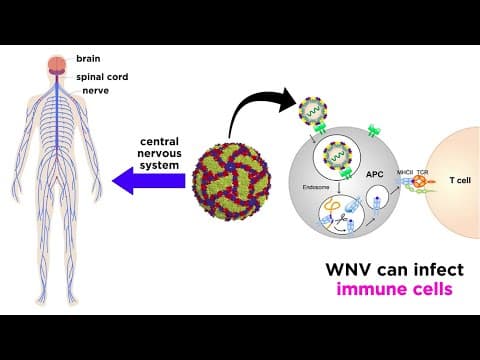 Thumbnail for West Nile Virus (Genus Flavivirus) by Professor Dave Explains