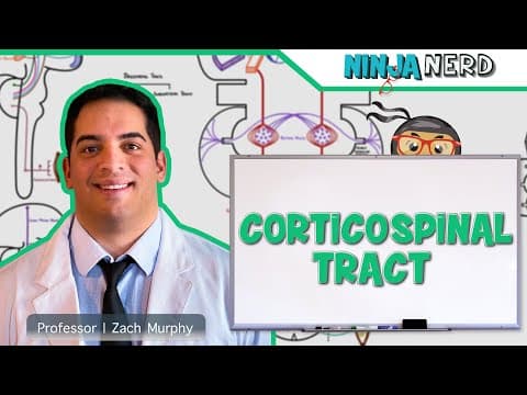Thumbnail for Neurology | Descending Tracts: Corticospinal Tract by Ninja Nerd