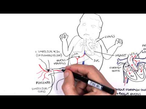 Thumbnail for Foetal (Fetal) Circulation by Armando Hasudungan