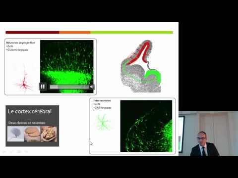 Thumbnail for Laurent Nguyen: MIGRATION NEURONALE DANS LE CORTEX CÉRÉBRAL EN DÉVELOPPEMENT by Académie de Médecine (ARMB)