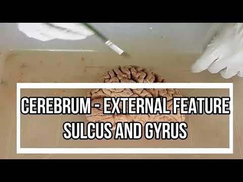 Thumbnail for Cerebrum - External Feature / cerebrum sulci and gyri anatomy by Viva Voce of Anatomy