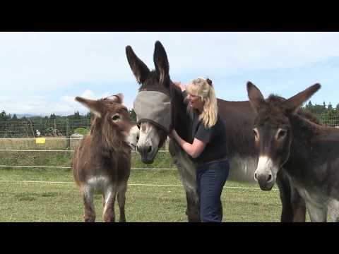 Thumbnail for Bringing Your Donkey Home by Donkey Whisperer