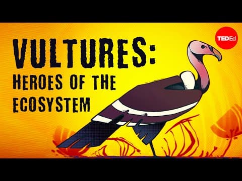 Thumbnail for Vultures: The acid-puking, plague-busting heroes of the ecosystem - Kenny Coogan by TED-Ed