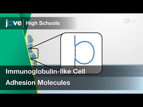 Thumbnail for Immunoglobulin-like Cell Adhesion Molecules | Cell Bio | Video Textbooks - Preview by JoVE For Middle and High Schools