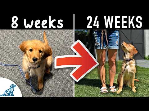Thumbnail for Your Step-By-Step Puppy Training Schedule (By Age) by McCann Dog Training