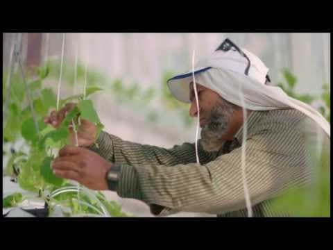 Thumbnail for Sahara Forest Project: From vision to reality by SaharaForestProject
